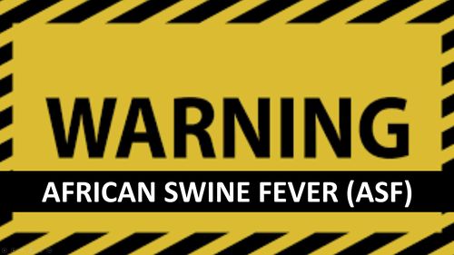 HPHK - ASF (African Swine Fever)